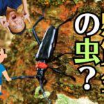 お仏壇を食べるキクイムシを発見する２つの方法とその被害とは？