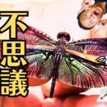 音が鳴るタンスと「未完の美」の古民家が教えてくれること