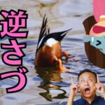 お盆（盂蘭盆会）の由来は「逆さづり」のお母さん！？