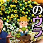 お仏壇の数え方は3種類！？2つもお仏壇がある理由とは？