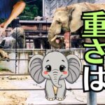 安佐動物園で「マルミミゾウ」の赤ちゃんの名前を募集中！？