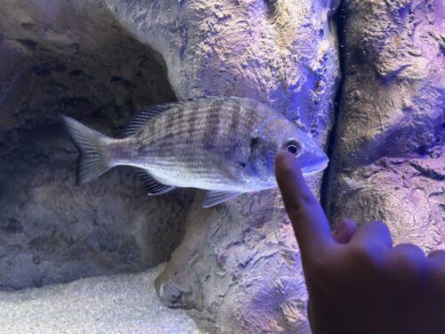 シン・マリホ水族館 シン・マリホ水族館