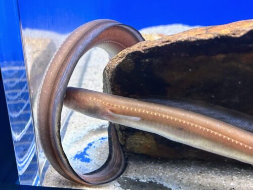 シン・マリホ水族館 シン・マリホ水族館