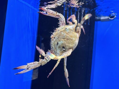 シン・マリホ水族館 シン・マリホ水族館