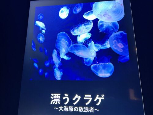 シン・マリホ水族館 シン・マリホ水族館