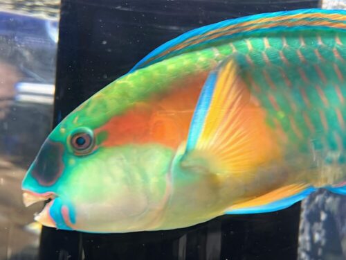 シン・マリホ水族館 シン・マリホ水族館