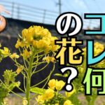 岩国市からお仏壇の修理でお預かりした時に教わったこと