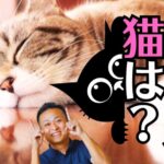 仏壇とペットの不思議な関係｜猫は入り、犬は寄ってくる理由