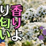 空家になった実家にあるお仏壇から変な匂いが・・・原因は！？