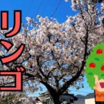 【広島】お仏壇の寿命は何年？長持ちさせる3つのポイントと職人が教える注意点