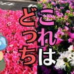 【お数珠とお念珠の違い】呼び方や本式・略式の珠の数はどう違う？結婚の節目に贈るお念珠の房交換・修理のタイミング