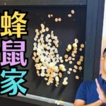 実家の空き家にあるお仏壇にヤモリやカビが発生する理由、ゴキブリや虫対策と職人のクリーニング方法