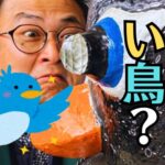 【三次市作木町】ブッポウソウ観察小屋での見つけ方3つのポイント！駐車場（蓮光寺）や川の駅「常清」の食事まで完全ガイド
