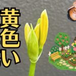 【お仏壇の移動】住まいの引越しで仏壇も移動｜ご近所さんから黄色い彼岸花をいただきました